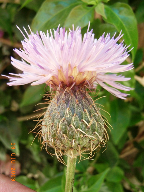 Klasea flavescens subsp. cichoracea (=Serratula cichoracea)/ Cerretta spinulosa